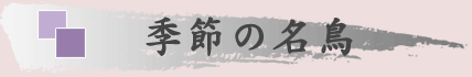 季節の名鳥